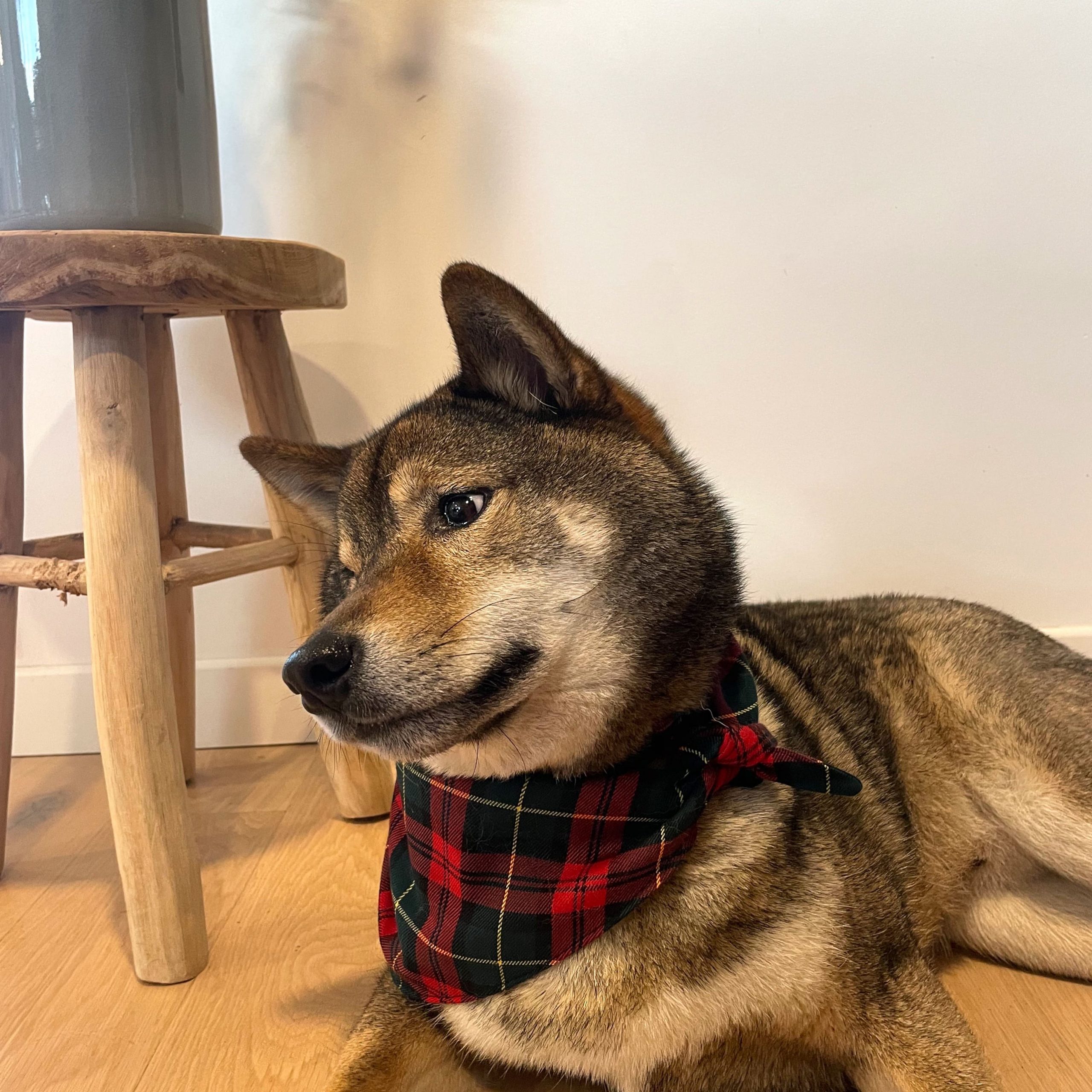 Bandana animal chien chat