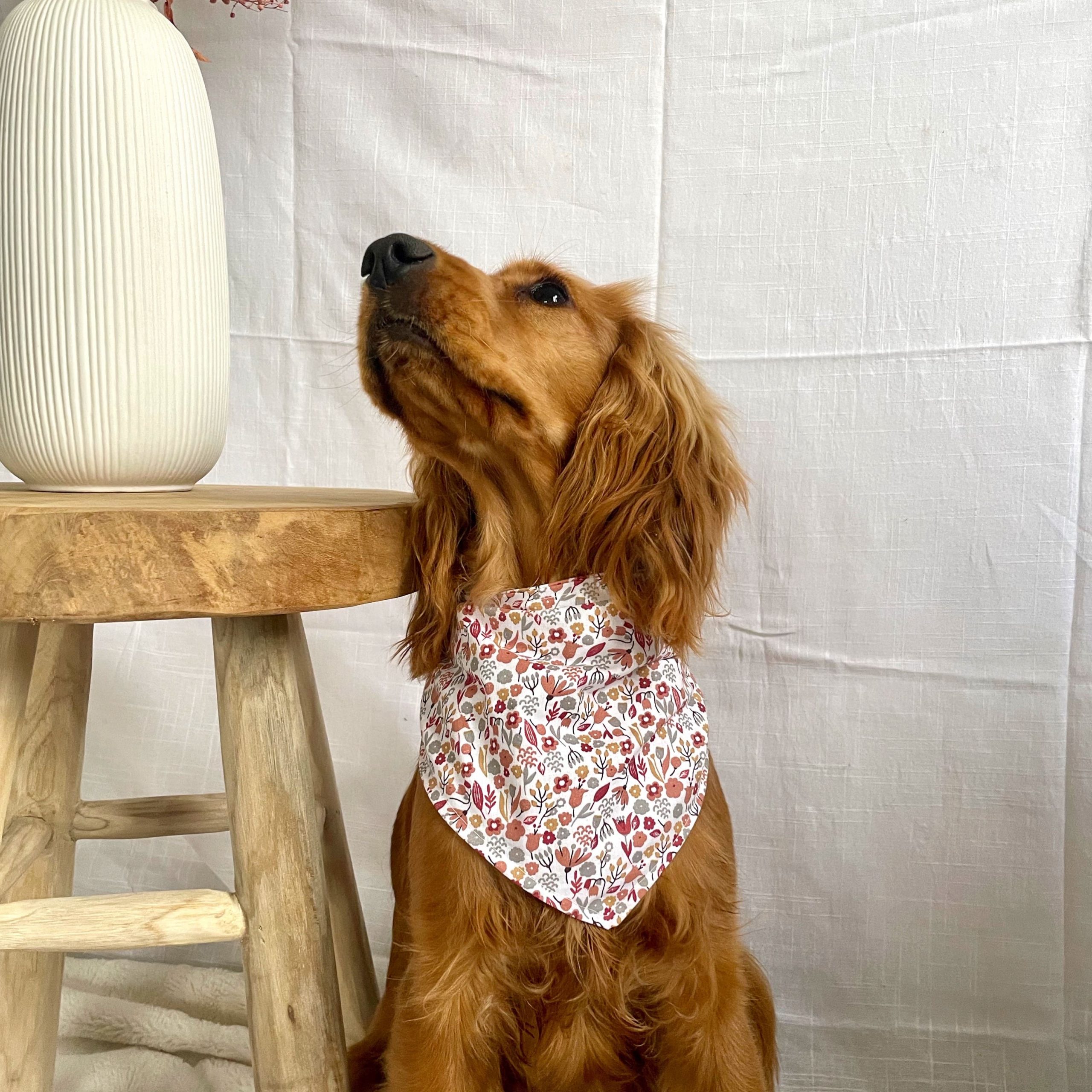 Bandana animal chien chat